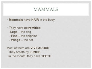 MAMMALS
• Mammals have HAIR in the body
• They have extremities:
-Legs – the dog
- Fins – the dolphins
- Wings – the bat
Most of them are VIVIPAROUS
. They breath by LUNGS
. In the mouth, they have TEETH
 