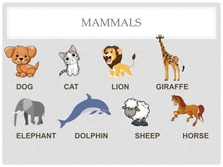 MAMMALS
DOG CAT LION GIRAFFE
ELEPHANT DOLPHIN SHEEP HORSE
 