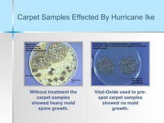 Carpet Samples Effected By Hurricane Ike Without treatment the carpet samples showed heavy mold spore growth. Vital-Oxide used to pre-spot carpet samples showed no mold growth. 