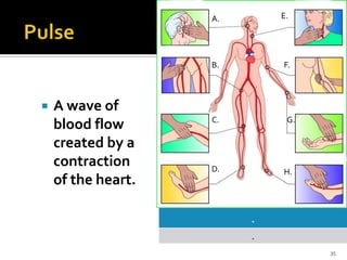 35
 A wave of
blood flow
created by a
contraction
of the heart.
.
.
A.
B.
D.
E.
F.
C. G.
H.
 