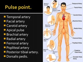  Temporal artery
 Facial artery
 Carotid artery
 Apical pulse
 Brachial artery
 Radial artery
 Femoral artery
 Popliteal artery
 Posterior tibial artery.
 Dorsalis pedis.
 