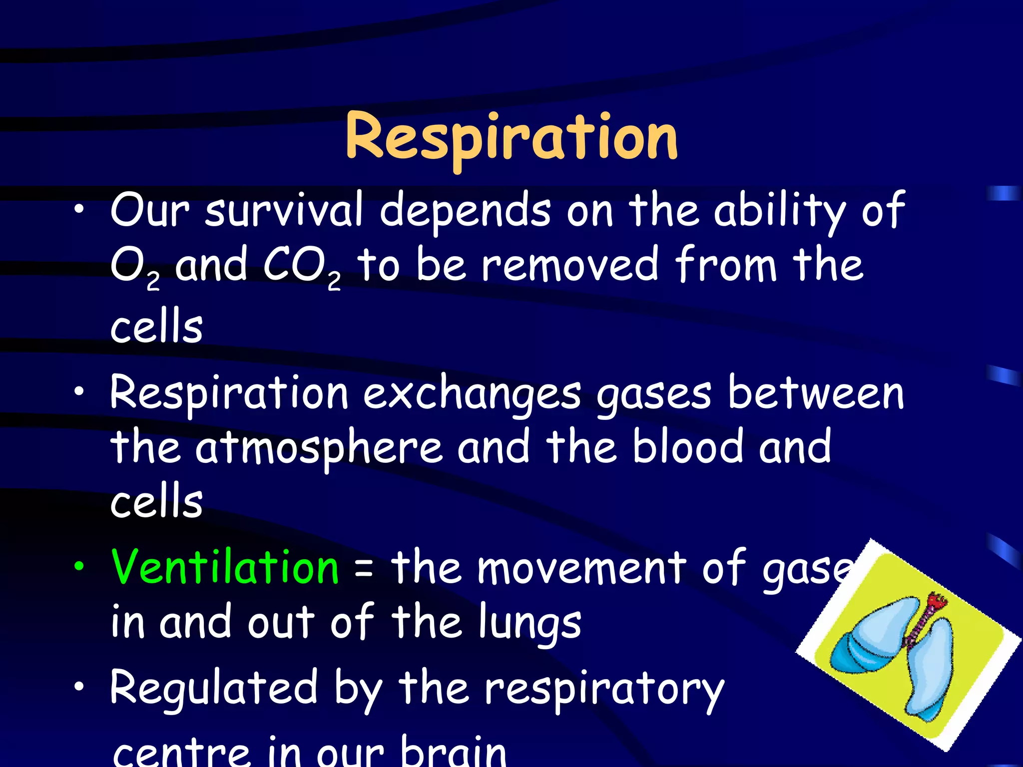 Respiration Our survival depends on the ability of O 2  and CO 2  to be removed from the cells Respiration exchanges gases between the atmosphere and the blood and cells Ventilation  = the movement of gases in and out of the lungs Regulated by the respiratory  centre in our brain 