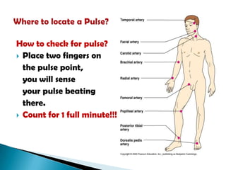 How to check for pulse?
 Place two fingers on
the pulse point,
you will sense
your pulse beating
there.
 Count for 1 full minute!!!

 