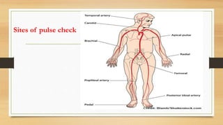 Sites of pulse check
 