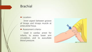 Brachial
 Location-
Inner aspect between groove
of biceps and triceps muscle at
antecubital fossa.
 Assessment criteria-
Used in cardiac arrest for
infants, to assess lower arm
circulation, and to auscultate
blood pressure.
 