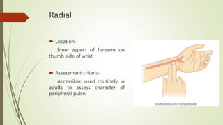 Radial
 Location-
Inner aspect of forearm on
thumb side of wrist.
 Assessment criteria-
Accessible; used routinely in
adults to assess character of
peripheral pulse.
 