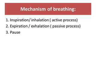 Mechanism of breathing:
1. Inspiration/inhalation( active process)
2. Expiration / exhalation ( passive process)
3. Pause
 