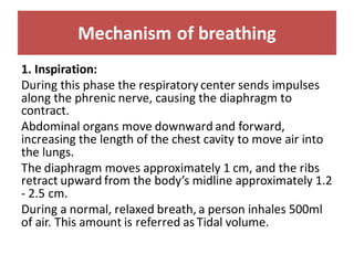 Mechanism of breathing
1. Inspiration:
During this phase the respiratory center sends impulses
along the phrenic nerve, causing the diaphragm to
contract.
Abdominal organs move downward and forward,
increasing the length of the chest cavity to move air into
the lungs.
The diaphragm moves approximately 1 cm, and the ribs
retract upward from the body’s midline approximately 1.2
- 2.5 cm.
During a normal, relaxed breath, a person inhales 500ml
of air. This amount is referred as Tidal volume.
 