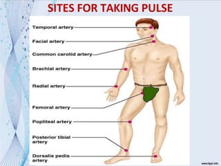 SITES FOR TAKING PULSE
 