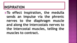 To effect inspiration, the medulla
sends an impulse via the phrenic
nerves to the diaphragm muscle
and along the intercostals nerves to
the intercostal muscles, telling the
muscles to contract.
 
