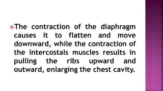 The contraction of the diaphragm
causes it to flatten and move
downward, while the contraction of
the intercostals muscles results in
pulling the ribs upward and
outward, enlarging the chest cavity.
 
