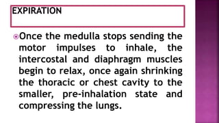 Once the medulla stops sending the
motor impulses to inhale, the
intercostal and diaphragm muscles
begin to relax, once again shrinking
the thoracic or chest cavity to the
smaller, pre-inhalation state and
compressing the lungs.
 