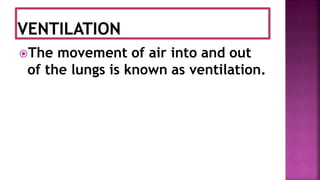 The movement of air into and out
of the lungs is known as ventilation.
 