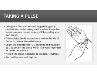 TAKING A PULSE
’ Using your first and second fingertips, gently
press down on the artery until you feel the pulse.
Never use your thumb as you will be feeling your
own pulse.
’ The radial pulse is located on the thumb side of
the wrist, where the wrist bends.
’ Count the heartrate for 30 seconds and multiply
by 2 to obtain the pulse which is always recorded
as beats per minute.
’ Note if the pulse is regular or irregular (rhythm).
’ Record the rate and rhythm.
 
