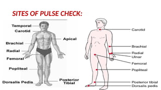 SITES OF PULSE CHECK:
 