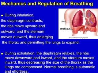 During inhalation, the diaphragm moves .