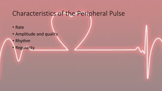 Characteristics of the Peripheral Pulse
• Rate
• Amplitude and quality
• Rhythm
• Regularity
 