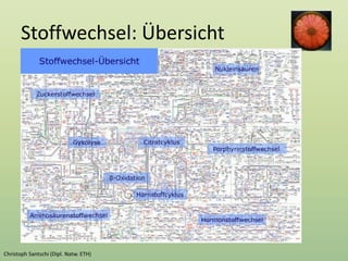 Stoffwechsel: Übersicht
 