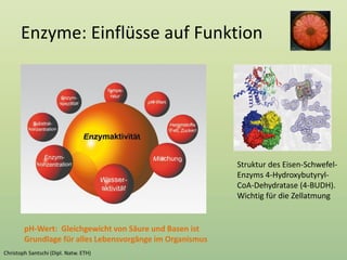 Enzyme: Einflüsse auf Funktion
Struktur des Eisen-Schwefel-
Enzyms 4-Hydroxybutyryl-
CoA-Dehydratase (4-BUDH).
Wichtig für die Zellatmung
pH-Wert: Gleichgewicht von Säure und Basen ist
Grundlage für alles Lebensvorgänge im Organismus
 