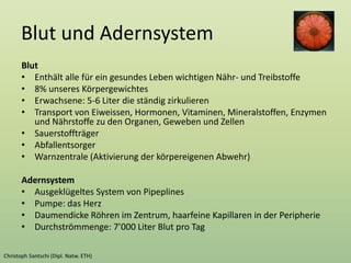 Blut und Adernsystem
Blut
• Enthält alle für ein gesundes Leben wichtigen Nähr- und Treibstoffe
• 8% unseres Körpergewichtes
• Erwachsene: 5-6 Liter die ständig zirkulieren
• Transport von Eiweissen, Hormonen, Vitaminen, Mineralstoffen, Enzymen
und Nährstoffe zu den Organen, Geweben und Zellen
• Sauerstoffträger
• Abfallentsorger
• Warnzentrale (Aktivierung der körpereigenen Abwehr)
Adernsystem
• Ausgeklügeltes System von Pipeplines
• Pumpe: das Herz
• Daumendicke Röhren im Zentrum, haarfeine Kapillaren in der Peripherie
• Durchströmmenge: 7’000 Liter Blut pro Tag
 