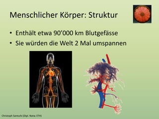 Menschlicher Körper: Struktur
• Enthält etwa 90’000 km Blutgefässe
• Sie würden die Welt 2 Mal umspannen
 