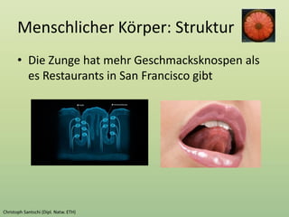 Menschlicher Körper: Struktur
• Die Zunge hat mehr Geschmacksknospen als
es Restaurants in San Francisco gibt
 
