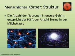 Menschlicher Körper: Struktur
• Die Anzahl der Neuronen in unsere Gehirn
entspricht der Hälft der Anzahl Sterne in der
Milchstrasse
 