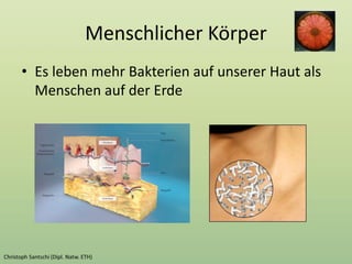 Menschlicher Körper
• Es leben mehr Bakterien auf unserer Haut als
Menschen auf der Erde
 