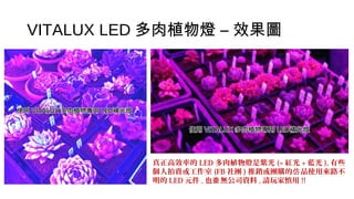VITALUX LED 多肉植物燈 – 效果圖
真正高效率的 LED 多肉植物燈是紫光 (= 紅光 + 藍光 ), 有些
個人拍賣或工作室 (FB 社團 ) 推銷或團購的 品使用來路不仿
明的 LED 元件 , 也 無公司資料查 , 請玩家慎用 !!
 
