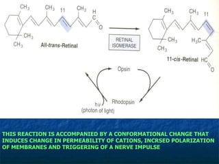 THIS REACTION IS ACCOMPANIED BY A CONFORMATIONAL CHANGE THAT INDUCES CHANGE IN PERMEABILITY OF CATIONS, INCRSED POLARIZATION OF MEMBRANES AND TRIGGERING OF A NERVE IMPULSE 