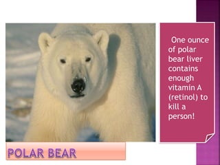 One ounce
of polar
bear liver
contains
enough
vitamin A
(retinol) to
kill a
person!
 
