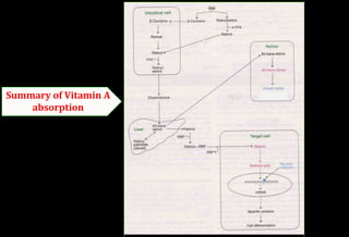 Summary of Vitamin A
absorption
 
