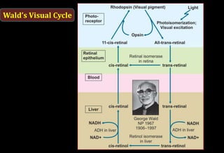 Wald’s Visual Cycle
 