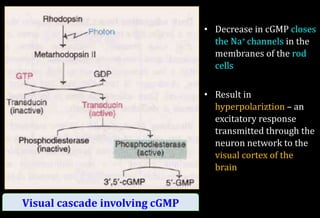 Visual cascade involving cGMP
• Decrease in cGMP closes
the Na+ channels in the
membranes of the rod
cells
• Result in
hyperpolariztion – an
excitatory response
transmitted through the
neuron network to the
visual cortex of the
brain
 