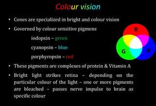 Colour vision
• Cones are specialized in bright and colour vision
• Governed by colour sensitive pigmens
iodopsin – green
cyanopsin – blue
porphyropsin – red
• These pigments are complexes of protein & Vitamin A
• Bright light strikes retina – depending on the
particular colour of the light – one or more pigments
are bleached – passes nerve impulse to brain as
specific colour
 