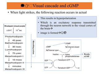 • When light strikes, the following reaction occurs in actual
💥👉🧀Visual cascade and cGMP
• This results in hyperpolarization
• Which is an excitatory response transmitted
through the neuron network to the visual cortex of
the brain
• image is formed😃😎
Breaks
cGMP
Bleachingaction
 