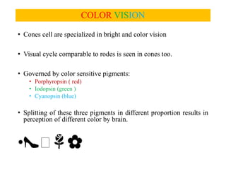 COLOR VISION
• Cones cell are specialized in bright and color vision
• Visual cycle comparable to rodes is seen in cones too.
• Governed by color sensitive pigments:
• Porphyropsin ( red)
• Iodopsin (green )
• Cyanopsin (blue)
• Splitting of these three pigments in different proportion results in
perception of different color by brain.
•👠🧀🌹🌼
 