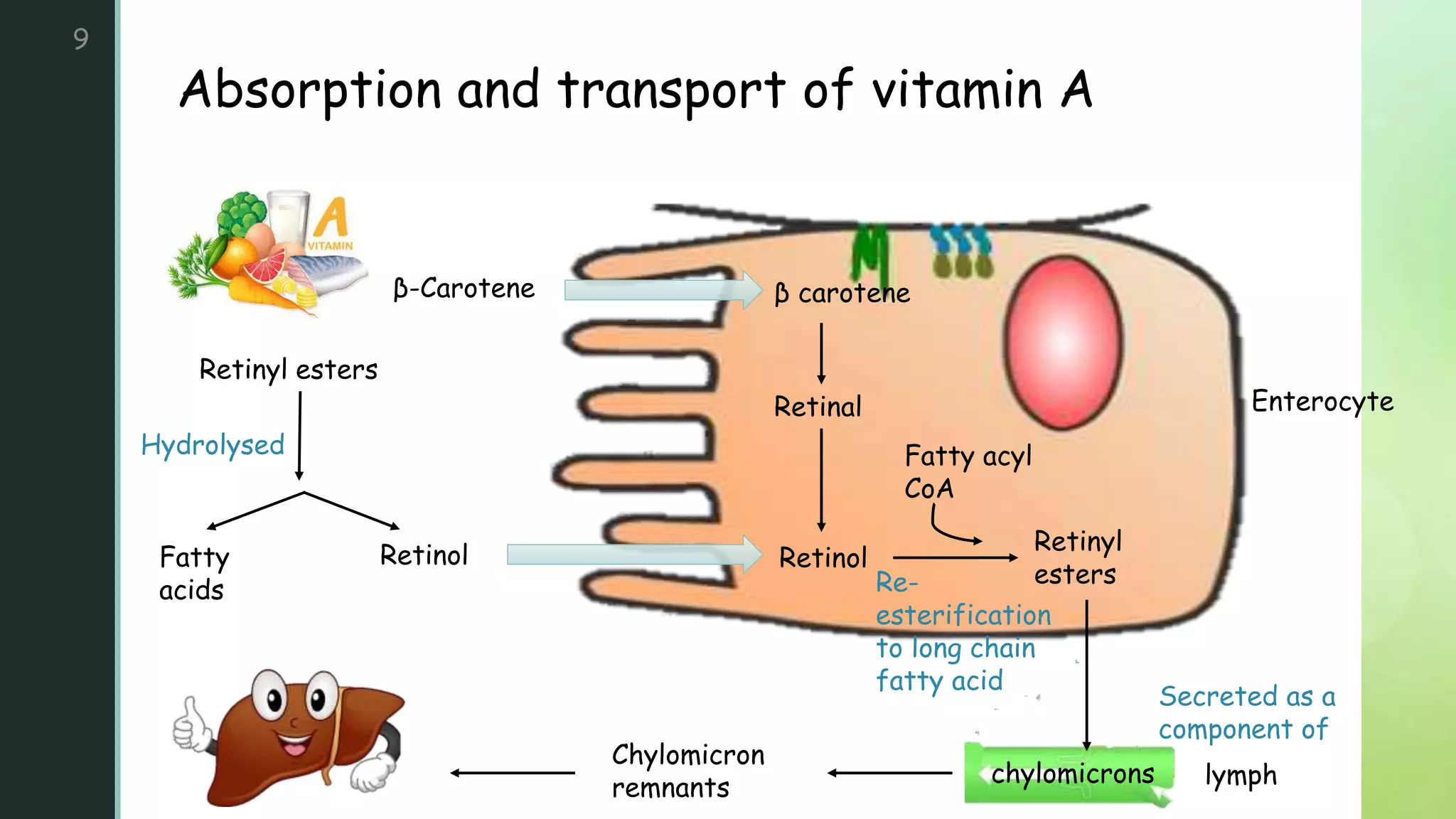 Absorbimi vitamina-201008011033.pdf