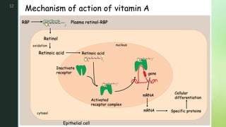 z
Mechanism of action of vitamin A
12
Retinoic acid
Retinol
oxidation
Epithelial cell
Plasma retinol-RBP
RBP
Retinoic acid
Inactivate
receptor
Activated
receptor complex
gene
mRNA
mRNA Specific proteins
Cellular
differentiation
cytasol
nucleus
 