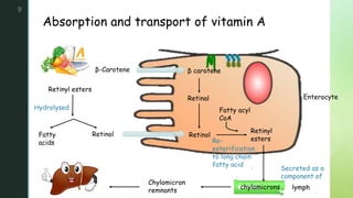 z
Absorption and transport of vitamin A
9
Retinyl esters
β-Carotene
Fatty
acids
Retinol
β carotene
Retinal
Retinol
Retinyl
esters
Hydrolysed
Enterocyte
Fatty acyl
CoA
Re-
esterification
to long chain
fatty acid
Secreted as a
component of
chylomicrons lymph
Chylomicron
remnants
 