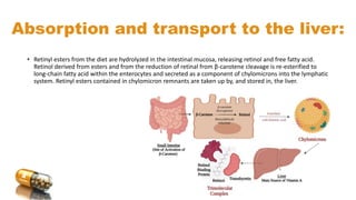 • Retinyl esters from the diet are hydrolyzed in the intestinal mucosa, releasing retinol and free fatty acid.
Retinol derived from esters and from the reduction of retinal from β-carotene cleavage is re-esterified to
long-chain fatty acid within the enterocytes and secreted as a component of chylomicrons into the lymphatic
system. Retinyl esters contained in chylomicron remnants are taken up by, and stored in, the liver.
Absorption and transport to the liver:
 
