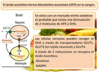 En sitios con un marcado estrés oxidativo
es probable que exista una dismutación
de 2 moléculas de AFR a DHA.
El ácido ascόrbico forma Monohidro-ascorbato (AFR) en la sangre.
Las células cercanas pueden recoger el
DHA a través de transportadores GLUT1,
GLUT3 (en tejido neuronal) y GLUT4.
A través de 2 reducciones se recupera el
Acido Ascorbico.
-Glutation
-NADPH
 