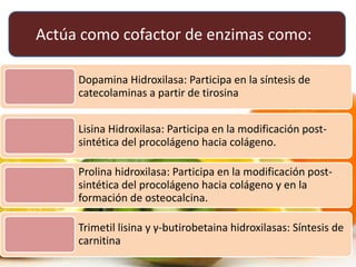Dopamina Hidroxilasa: Participa en la síntesis de
catecolaminas a partir de tirosina
Lisina Hidroxilasa: Participa en la modificación post-
sintética del procolágeno hacia colágeno.
Prolina hidroxilasa: Participa en la modificación post-
sintética del procolágeno hacia colágeno y en la
formación de osteocalcina.
Trimetil lisina y γ-butirobetaina hidroxilasas: Síntesis de
carnitina
Actúa como cofactor de enzimas como:
 