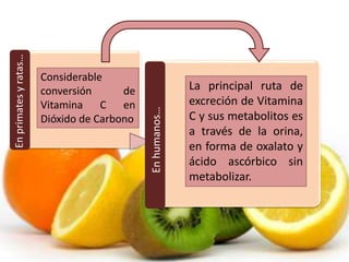 Enprimatesyratas…
Enhumanos…
Considerable
conversión de
Vitamina C en
Dióxido de Carbono
La principal ruta de
excreción de Vitamina
C y sus metabolitos es
a través de la orina,
en forma de oxalato y
ácido ascórbico sin
metabolizar.
 