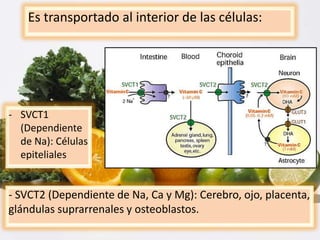 Es transportado al interior de las células:
- SVCT2 (Dependiente de Na, Ca y Mg): Cerebro, ojo, placenta,
glándulas suprarrenales y osteoblastos.
- SVCT1
(Dependiente
de Na): Células
epiteliales
 