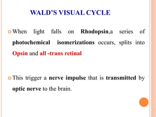  When light falls on Rhodopsin,a series of
photochemical isomerizations occurs, splits into
Opsin and all -trans retinal
 This trigger a nerve impulse that is transmitted by
optic nerve to the brain.
WALD’S VISUAL CYCLE
 