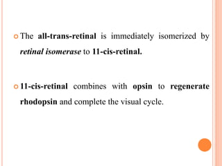  The all-trans-retinal is immediately isomerized by
retinal isomerase to 11-cis-retinal.
 11-cis-retinal combines with opsin to regenerate
rhodopsin and complete the visual cycle.
 