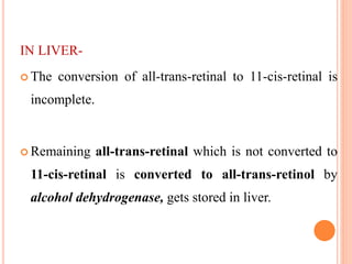 IN LIVER-
 The conversion of all-trans-retinal to 11-cis-retinal is
incomplete.
 Remaining all-trans-retinal which is not converted to
11-cis-retinal is converted to all-trans-retinol by
alcohol dehydrogenase, gets stored in liver.
 