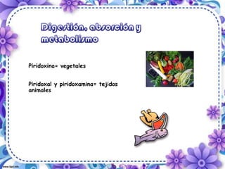 Piridoxina= vegetales
Piridoxal y piridoxamina= tejidos
animales
 