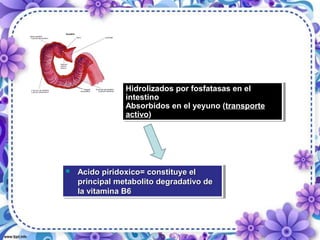  Acido piridoxico= constituye elAcido piridoxico= constituye el
principal metabolito degradativo deprincipal metabolito degradativo de
la vitamina B6la vitamina B6
 Acido piridoxico= constituye elAcido piridoxico= constituye el
principal metabolito degradativo deprincipal metabolito degradativo de
la vitamina B6la vitamina B6
Hidrolizados por fosfatasas en el
intestino
Absorbidos en el yeyuno (transporte
activo)
Hidrolizados por fosfatasas en el
intestino
Absorbidos en el yeyuno (transporte
activo)
 